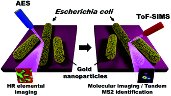 Graphical abstract: AES and ToF-SIMS combination for single cell chemical imaging of gold nanoparticle-labeled Escherichia coli