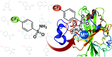 Graphical abstract: 19F-Tagged metal binding pharmacophores for NMR screening of metalloenzymes