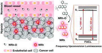 Graphical abstract: Mitochondria targeted near-infrared chemodosimeter for upconversion luminescence bioimaging of hypoxia