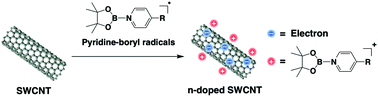 Graphical abstract: Electron doping of single-walled carbon nanotubes using pyridine-boryl radicals