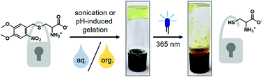 Graphical abstract: Multiresponsive hydrogels and organogels based on photocaged cysteine