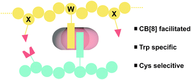 Graphical abstract: Cucurbit[8]uril facilitated Michael addition for regioselective cysteine modification