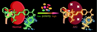 Graphical abstract: Ultrasensitive and ratiometric two-photon fluorescence imaging of Golgi polarity during drug-induced acute kidney injury