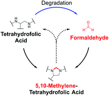 Graphical abstract: Formaldehyde regulates tetrahydrofolate stability and thymidylate synthase catalysis