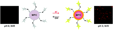 Graphical abstract: A new strategy to construct gold nanocluster-based optical probes using luminescence resonance energy transfer