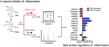 Graphical abstract: Chemoproteomics-based target profiling of sinomenine reveals multiple protein regulators of inflammation