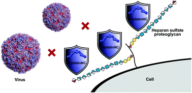 Graphical abstract: Platinum complexes act as shielding agents against virus infection