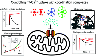 Graphical abstract: Cobalt amine complexes and Ru265 interact with the DIME region of the mitochondrial calcium uniporter