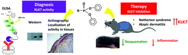 Graphical abstract: A novel theranostic activity-based probe targeting kallikrein 7 for the diagnosis and treatment of skin diseases