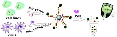 Graphical abstract: Sensitive, general and portable detection of RNAs combining duplex-specific nuclease transduction with an off-shelf signalling platform