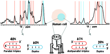Graphical abstract: Detection of parallel and antiparallel DNA triplex structures in living human cells using in-cell NMR