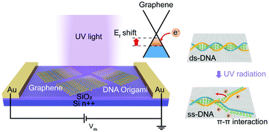 Graphical abstract: Short-wavelength ultraviolet dosimeters based on DNA nanostructure-modified graphene field-effect transistors