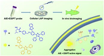 Graphical abstract: Construction of a novel asymmetric imidazole-cored AIE probe for ratiometric imaging of endogenous leucine aminopeptidase