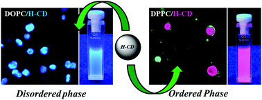 Graphical abstract: Lipid phase dependent distinct emission behaviour of hydrophobic carbon dots: C-dot based membrane probes