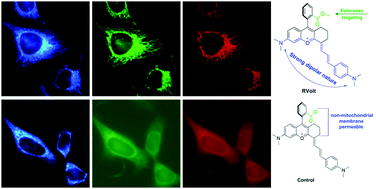 Graphical abstract: Fluorescent probe for early mitochondrial voltage dynamics