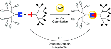 Graphical abstract: Construction of Janus dendrimers through a self-assembly approach involving chiral discrimination at a focal point