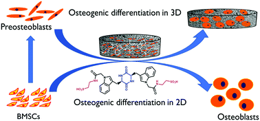 Graphical abstract: Anionic diketopiperazine induces osteogenic differentiation and supports osteogenesis in a 3D cryogel microenvironment