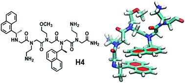 Graphical abstract: Conformational control via sequence for a heteropeptoid in water: coupled NMR and Rosetta modelling