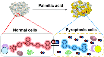 Graphical abstract: Revealing the signaling regulation of hydrogen peroxide to cell pyroptosis using a ratiometric fluorescent probe in living cells