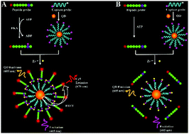 Graphical abstract: Zirconium ion-mediated assembly of a single quantum dot-based nanosensor for kinase assay