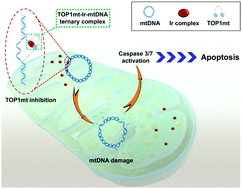 Graphical abstract: Iridium(iii) complexes as mitochondrial topoisomerase inhibitors against cisplatin-resistant cancer cells