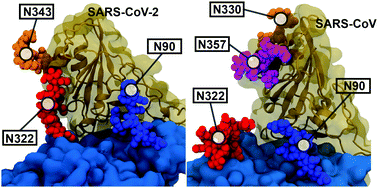 Graphical abstract: ACE2 glycans preferentially interact with SARS-CoV-2 over SARS-CoV