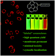 Graphical abstract: A palate of fluorescent corannulene derivatives: synthesis, spectroscopic properties, and bio-imaging application