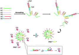 Graphical abstract: A self-assembled DNA nanostructure as a FRET nanoflare for intracellular ATP imaging