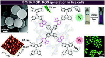Graphical abstract: N,N′-bicarbazole-benzothiadiazole-based conjugated porous organic polymer for reactive oxygen species generation in live cells