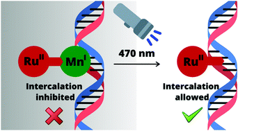 Graphical abstract: Photo-uncaging a Ru(ii) intercalator via photodecomposition of a bridged Mn(i) photoCORM