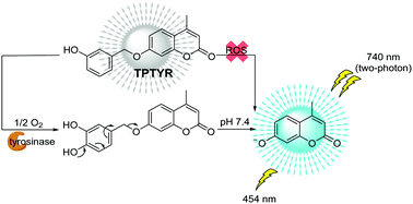 Graphical abstract: Highly selective two-photon fluorescent off–on probes for imaging tyrosinase activity in living cells and tissues