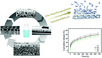 Graphical abstract: One-step dynamic fabrication of asymmetric multi-layered porous films for sustained drug delivery