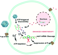 Graphical abstract: Gene/drug-embedded nanoscale metal azolate framework-7 for the reversal of P-glycoprotein-mediated multidrug resistance