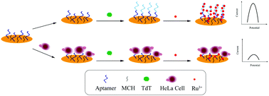 Graphical abstract: A simple method to assay tumor cells based on target-initiated steric hindrance