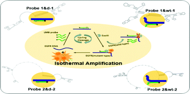 Graphical abstract: Structure-selective differentiation of deletion mutations in circulating tumor DNA using dual probe-based isothermal amplification