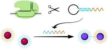 Graphical abstract: CRISPR/Cas12a-mediated gold nanoparticle aggregation for colorimetric detection of SARS-CoV-2