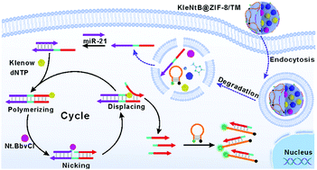 Graphical abstract: Biomineralized zeolitic imidazolate framework-8 nanoparticles enable polymerase/endonuclease synergetic amplification reaction in living cells for sensitive microRNA imaging