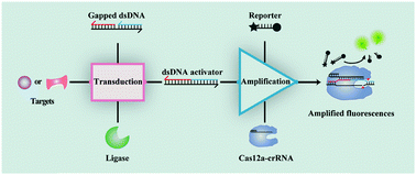 Graphical abstract: A ligation-driven CRISPR–Cas biosensing platform for non-nucleic acid target detections