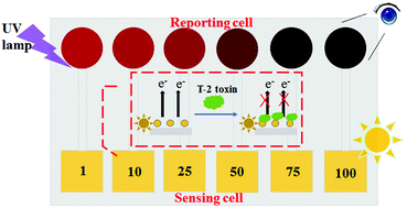 Graphical abstract: Closed bipolar electrode based fluorescence visualization biosensor for anti-interference detection of T-2 toxin