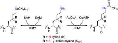 Graphical abstract: γ-Difluorolysine as a 19F NMR probe for histone lysine methyltransferases and acetyltransferases