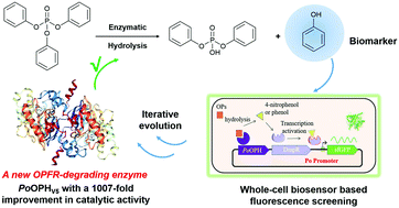 Graphical abstract: Reshaping the active pocket of promiscuous lactonases for degrading bulky organophosphate flame retardants