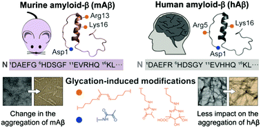 Graphical abstract: Distinct impact of glycation towards the aggregation and toxicity of murine and human amyloid-β