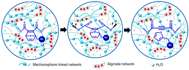 Graphical abstract: Force-mediated molecule release from double network hydrogels