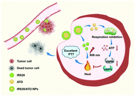 Graphical abstract: A mitochondrial-metabolism-regulatable carrier-free nanodrug to amplify the sensitivity of photothermal therapy