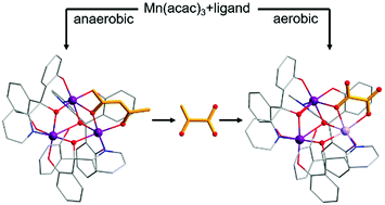 Graphical abstract: Manganese-promoted cleavage of acetylacetonate resembling the β-diketone cleaving dioxygenase (Dke1) reactivity