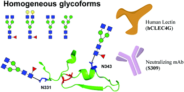 Graphical abstract: A facile chemoenzymatic synthesis of SARS-CoV-2 glycopeptides for probing glycosylation functions