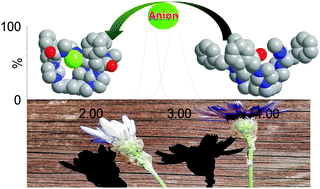 Graphical abstract: Unveiling anion-induced folding in tripodal imidazolium receptors by ion-mobility mass spectrometry