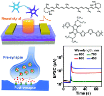 Graphical abstract: Low-power consumption light-stimulated synaptic transistors based on natural carotene and organic semiconductors