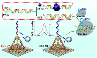 Graphical abstract: Electrochemiluminescence platform for transcription factor diagnosis by using CRISPR–Cas12a trans-cleavage activity