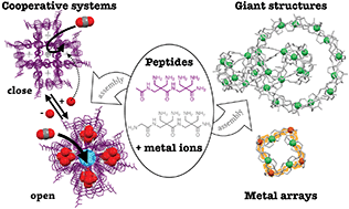 Graphical abstract: Constructing multicomponent cooperative functional systems using metal complexes of short flexible peptides